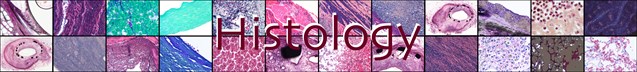 Histology Title Histology Title